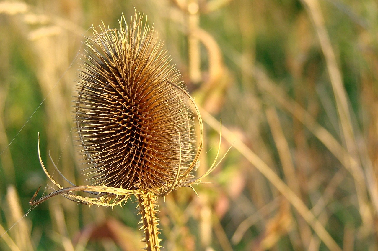 thistle spikes plant free photo