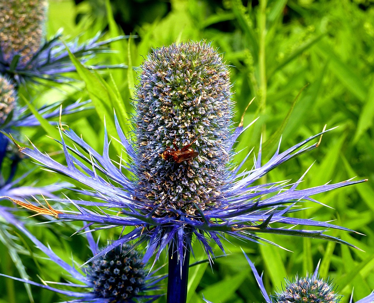 thistle wild flower blue free photo