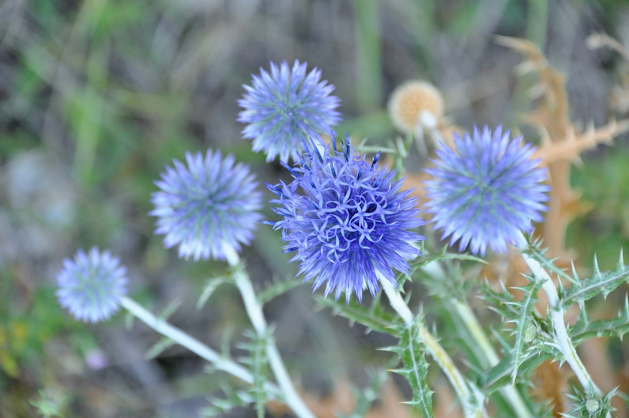 thistle blue thistle summer free photo