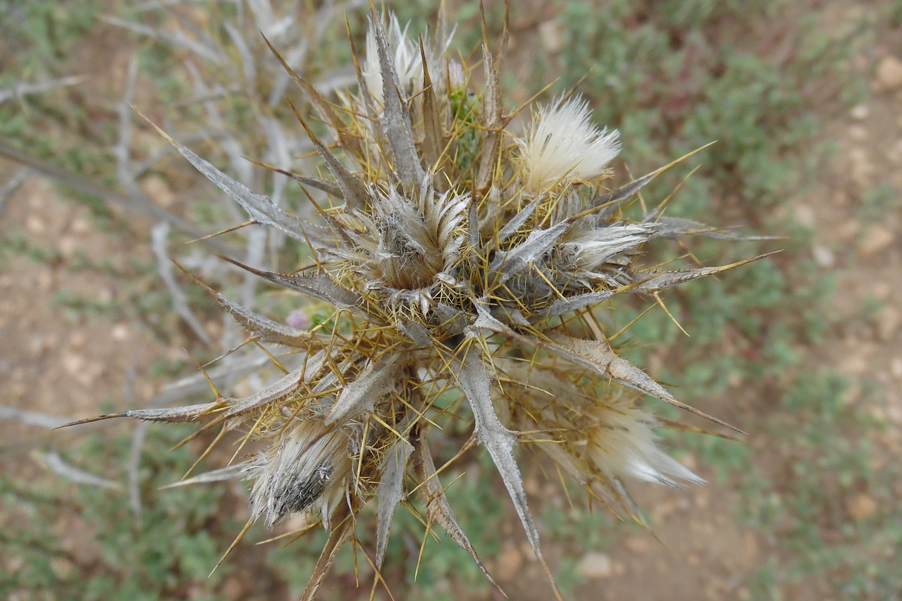 cotton thistle dry thistle free photo