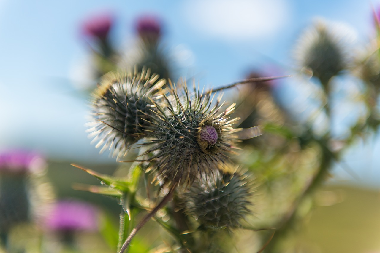 thistle blue background free photo