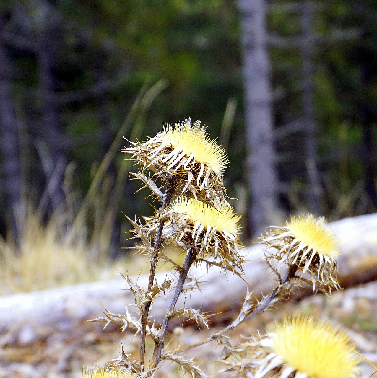 thistle plant cotton thistle free photo