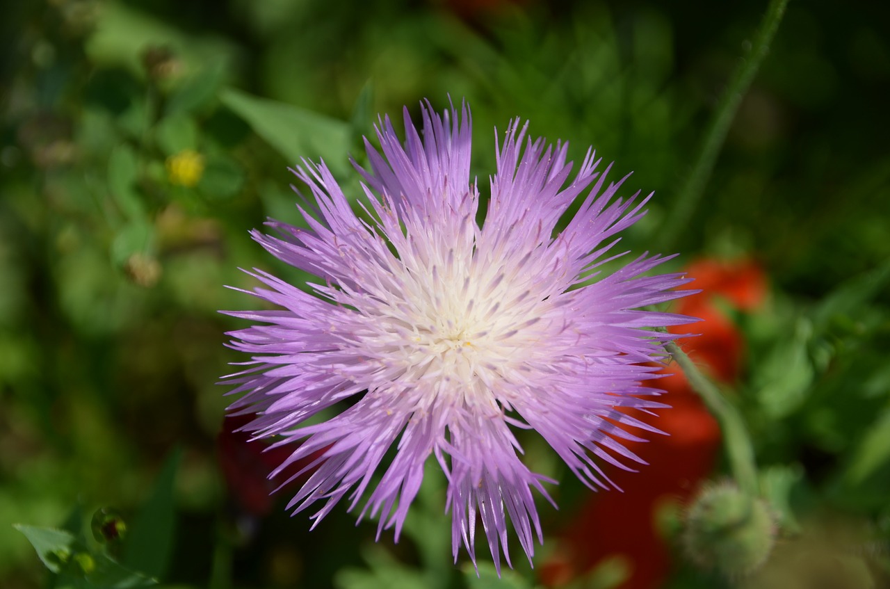 thistle purple flower free photo