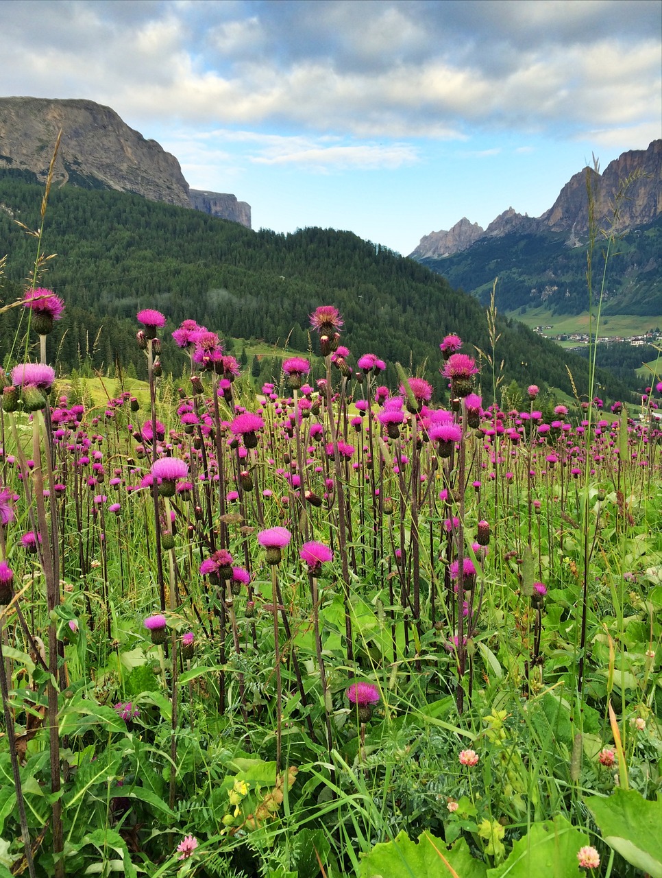 thistle purple nature free photo