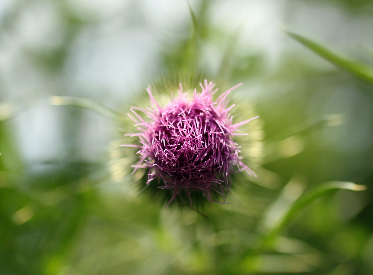 thistle beauty pink free photo