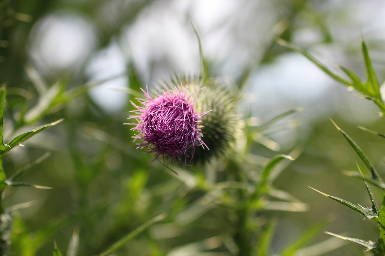 thistle beauty pink free photo