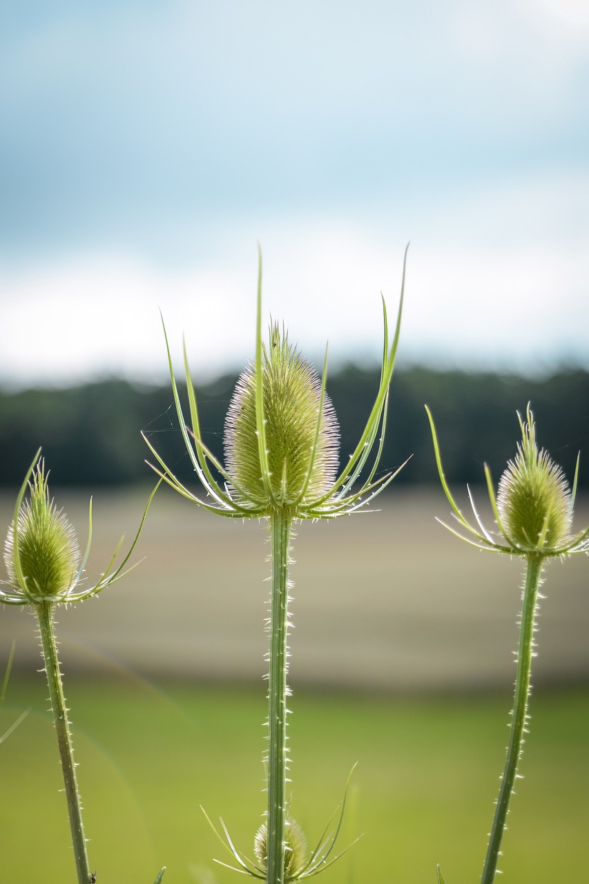 thistle burdock prickly free photo