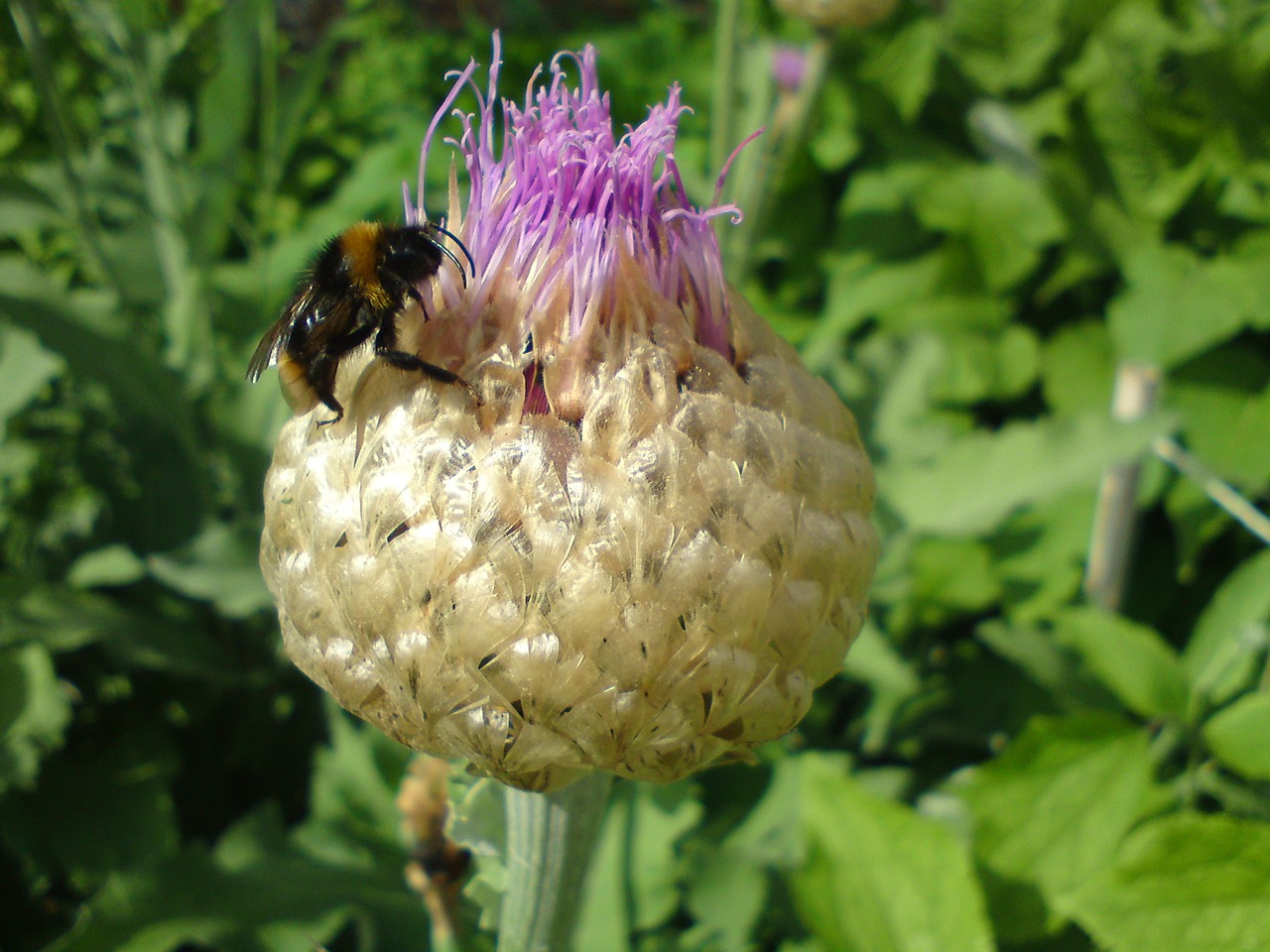 thistle bee insect free photo