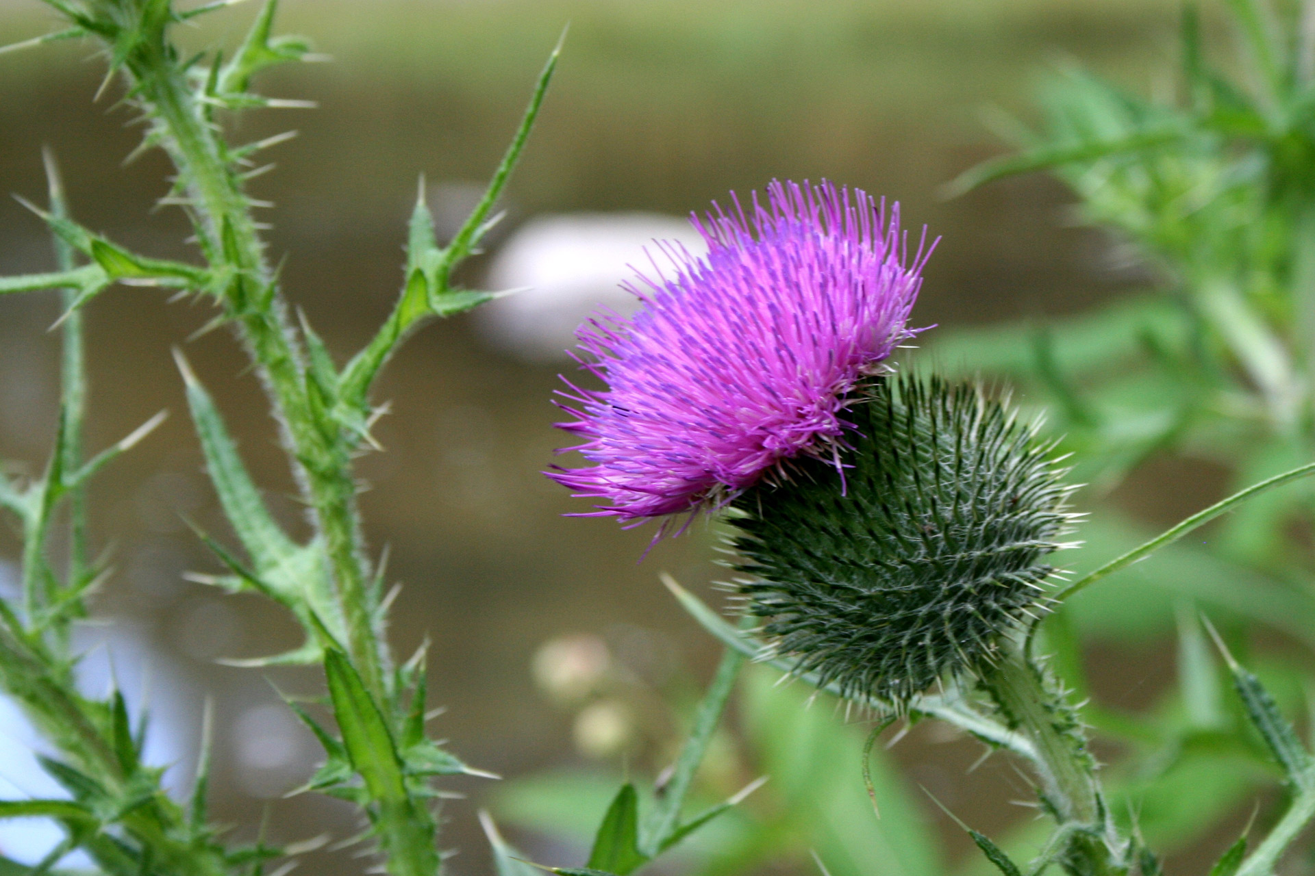 thistle close up green free photo