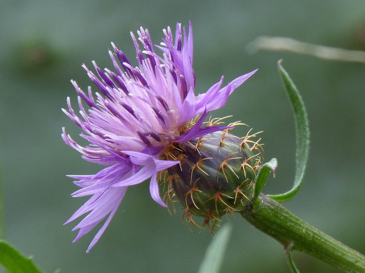 thistle detail beauty free photo