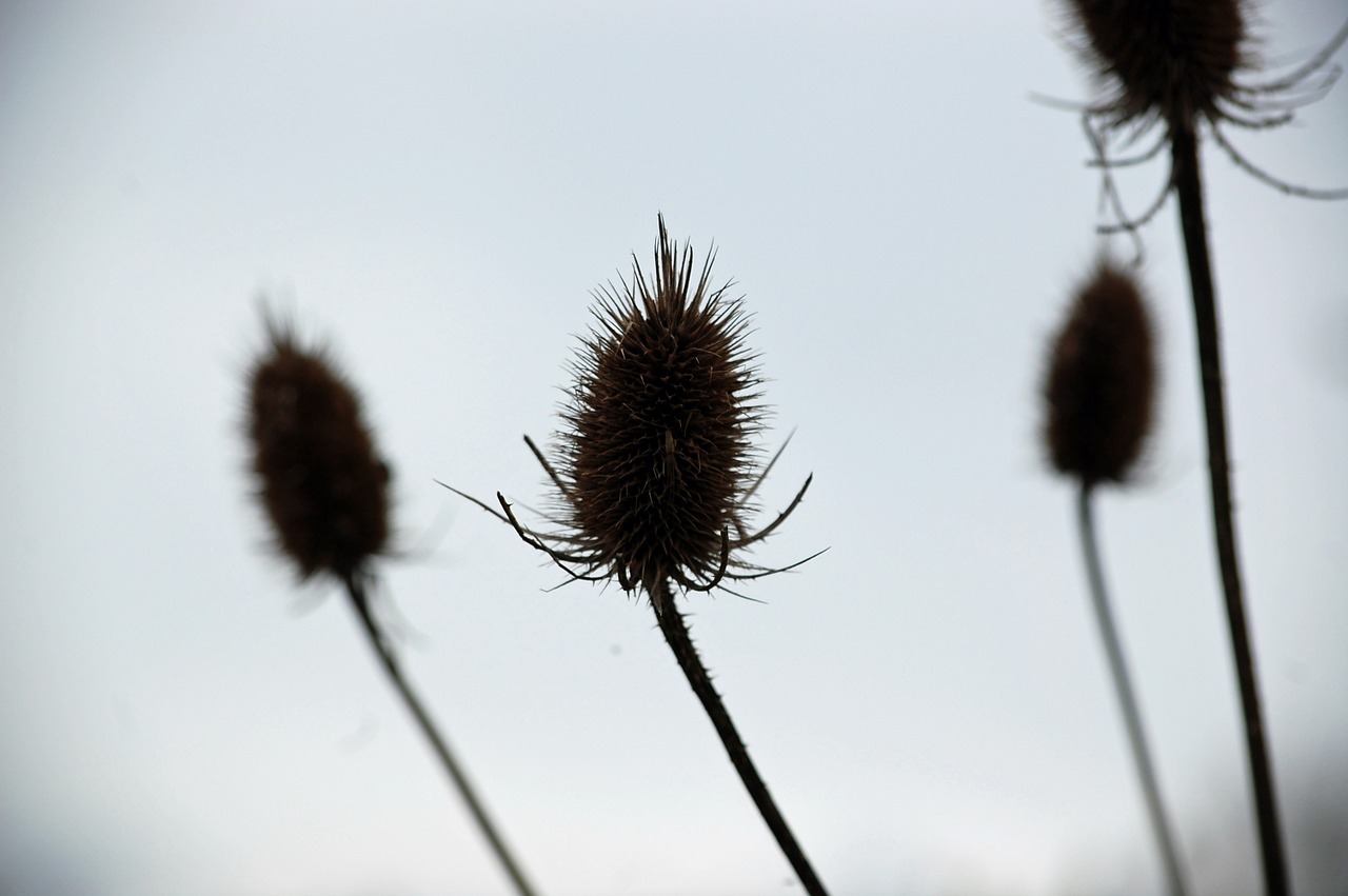 thistle blue background shadow free photo