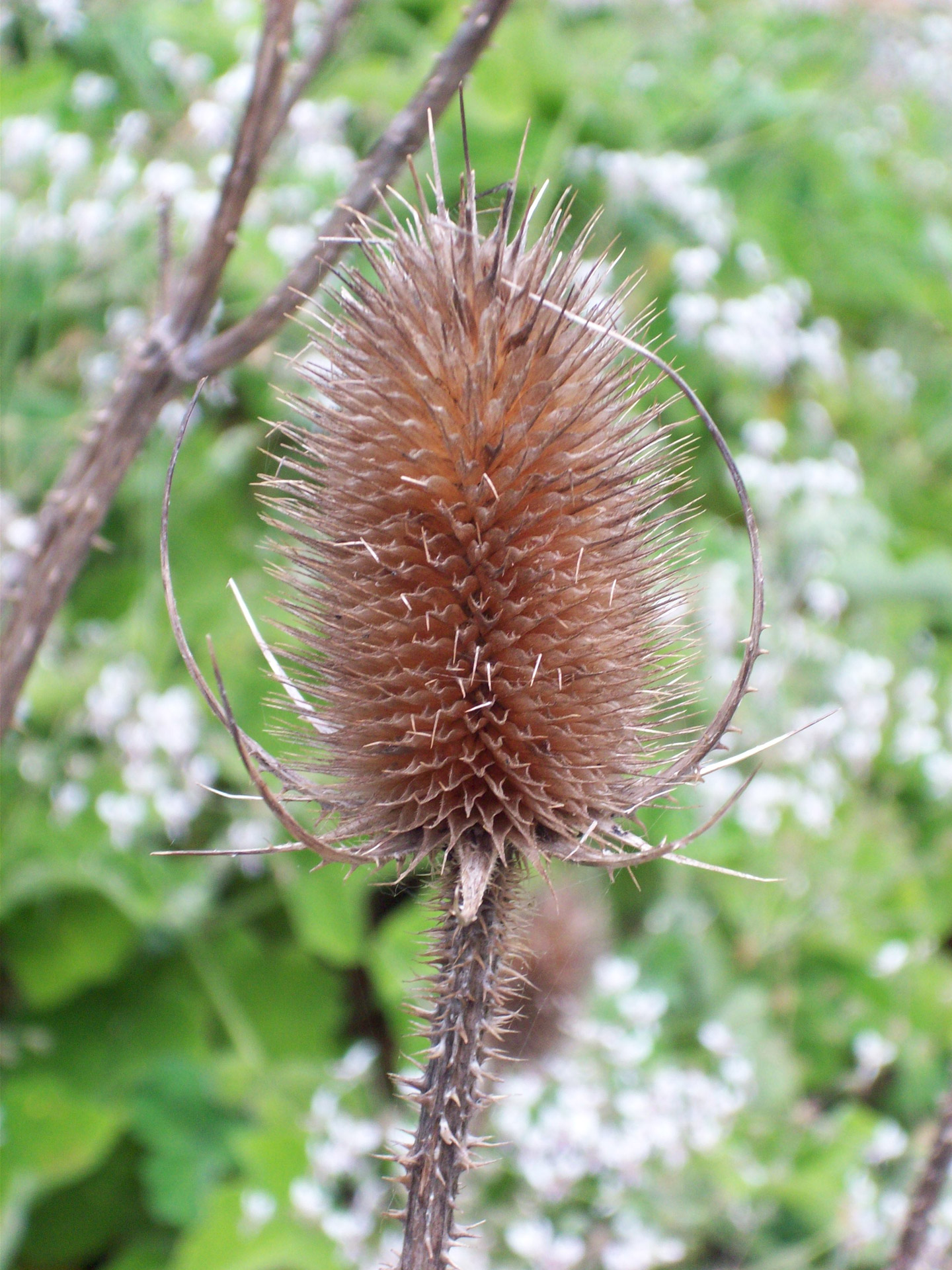 prickle thistle brown thistle free photo