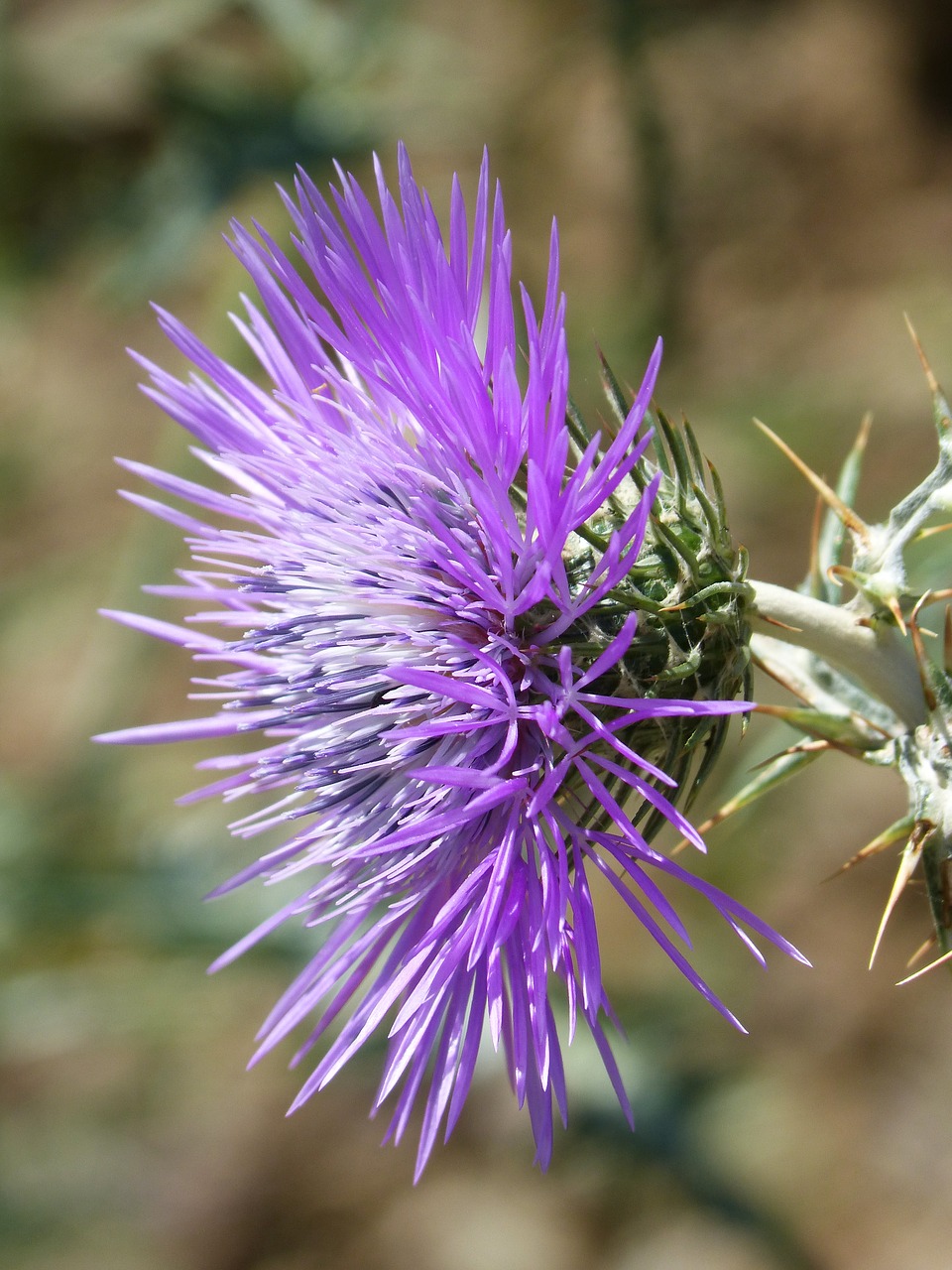 thistle detail beauty free photo
