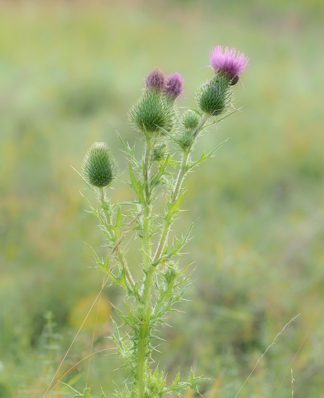 plant nature live free photo