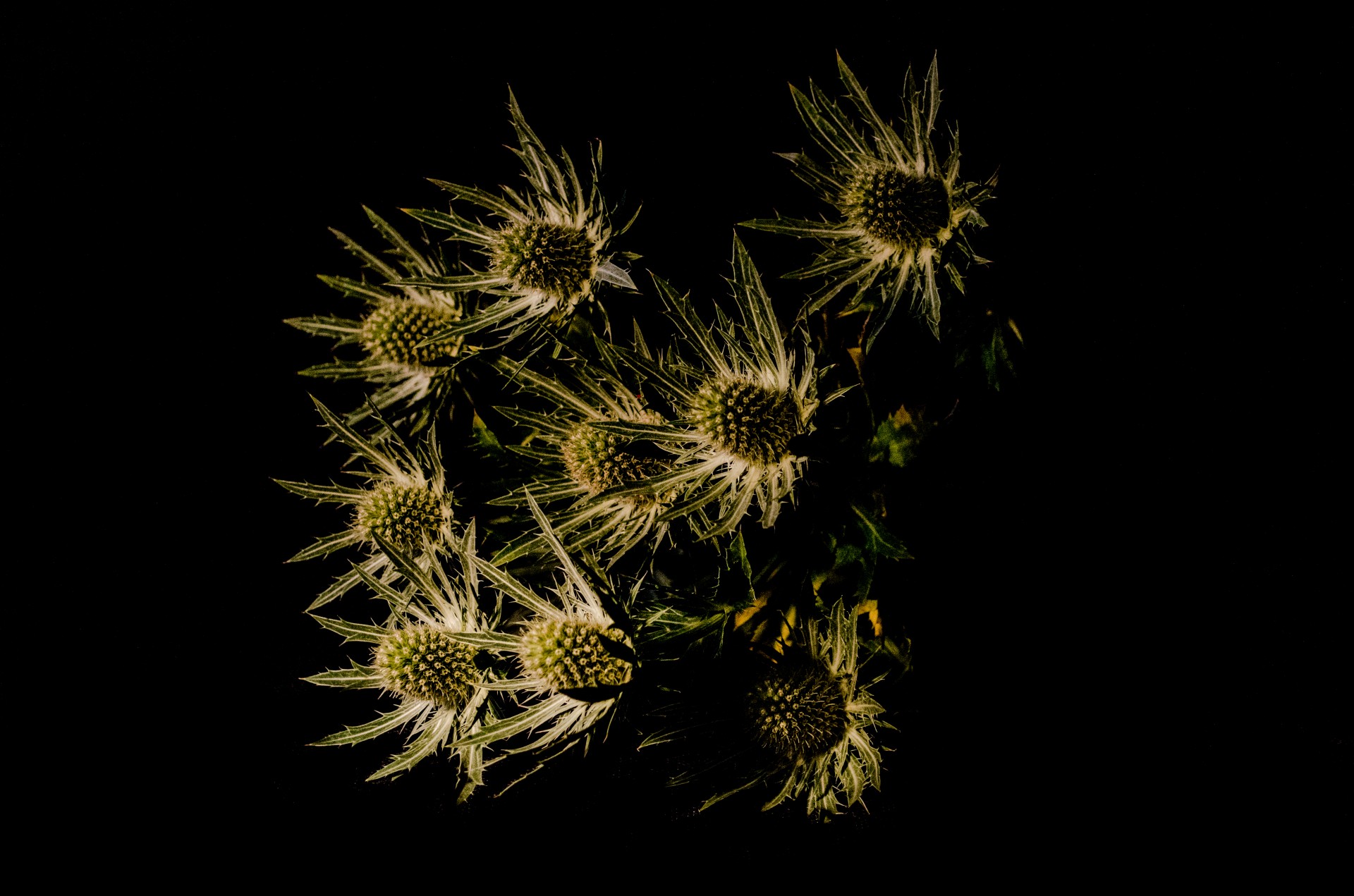 thistle plant decoration free photo