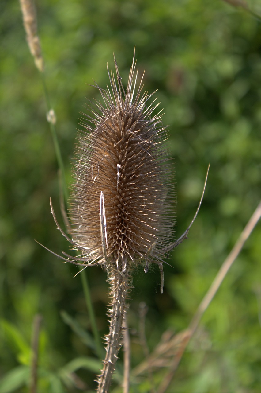 thistle plant wild flower free photo