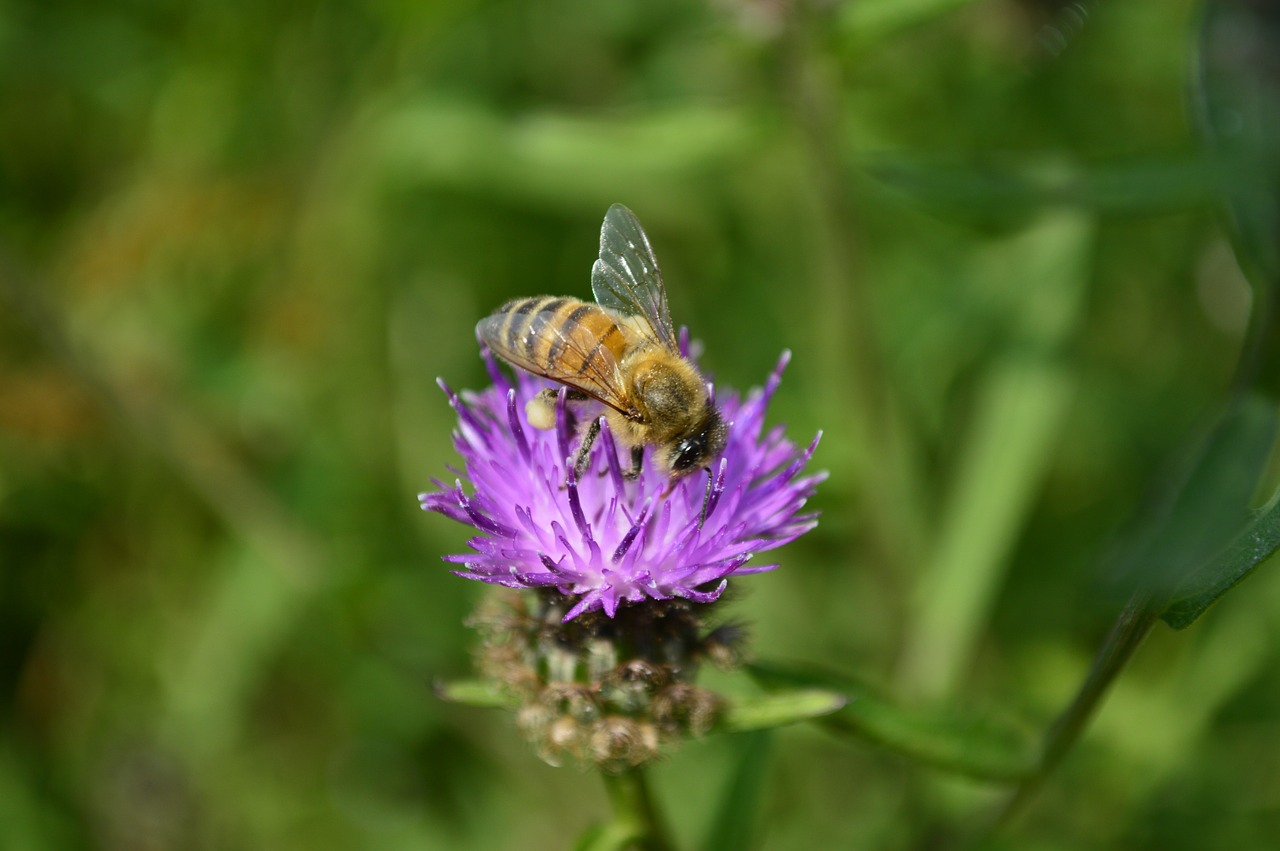 thistle flower purple free photo