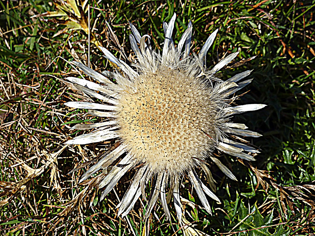 thistle nature wild plants free photo