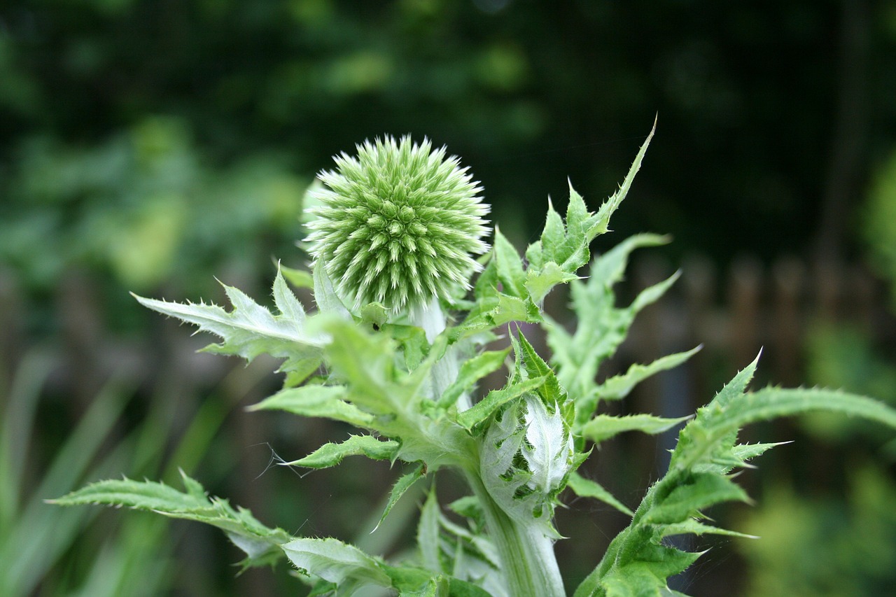 thistle plant nature free photo