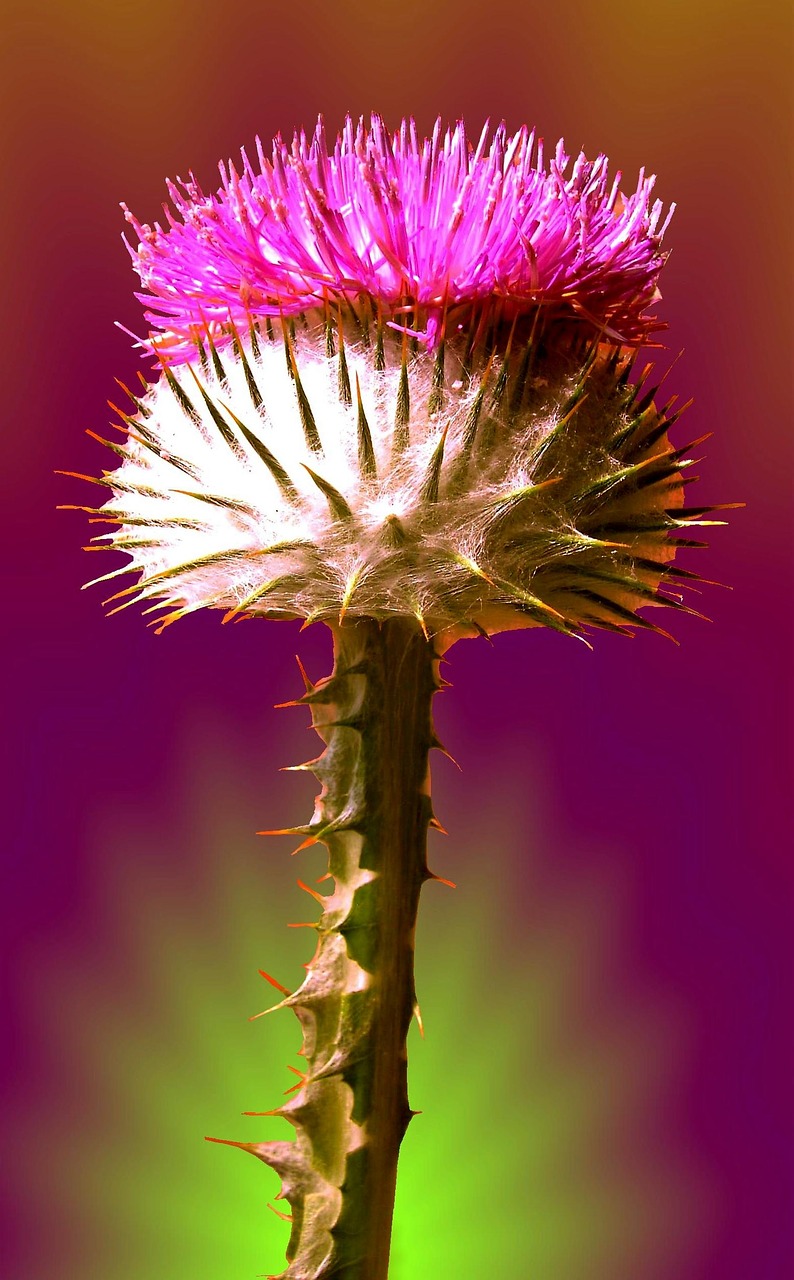 thistle flower blossom free photo