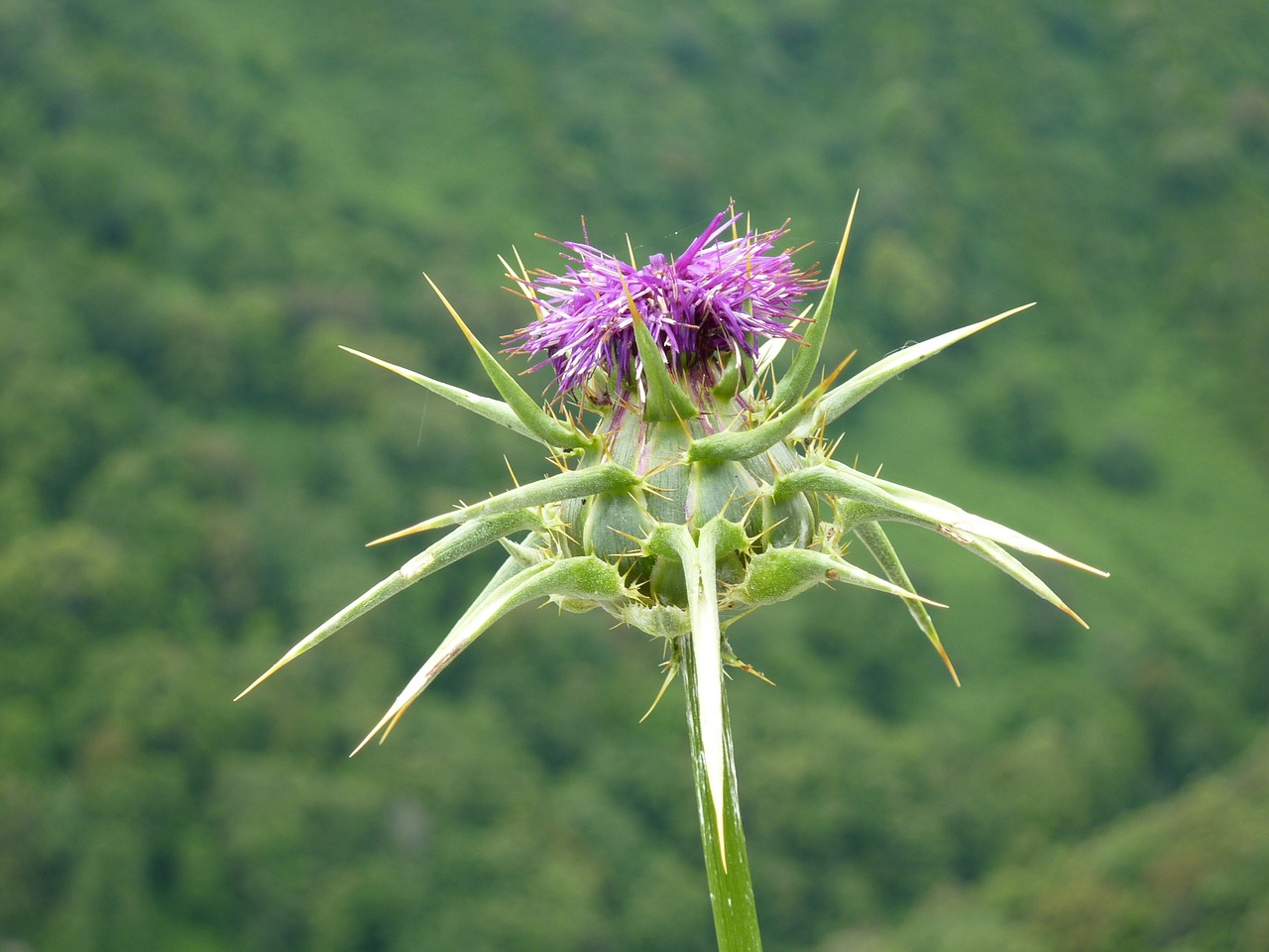 thistle blossom bloom free photo