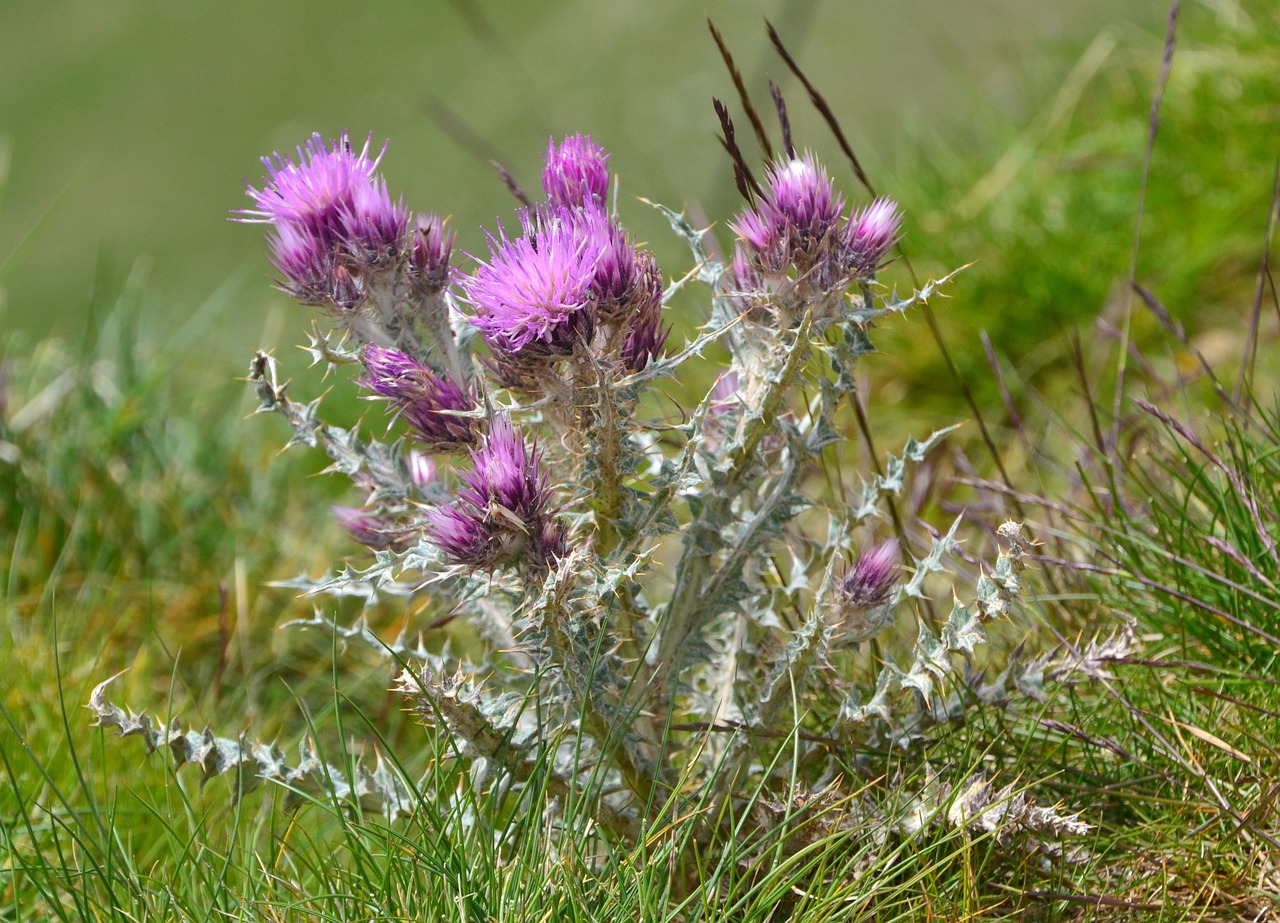 thistle flower wild free photo