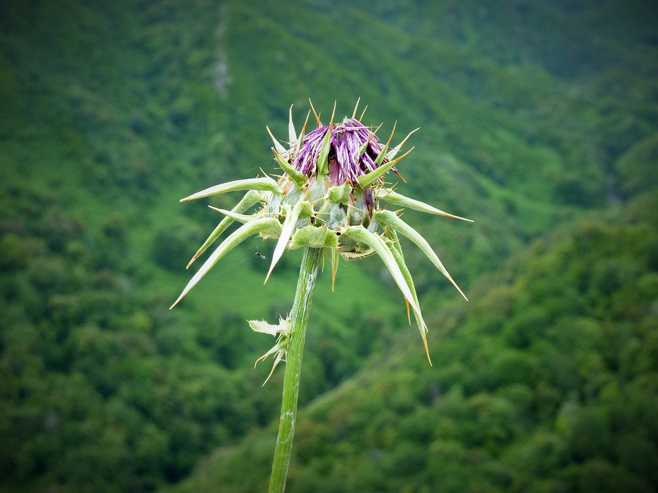 thistle wild herbs weed free photo