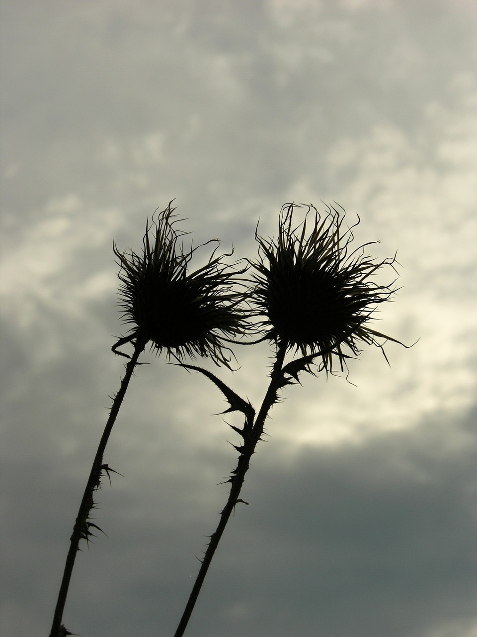 thistle flower prickly free photo