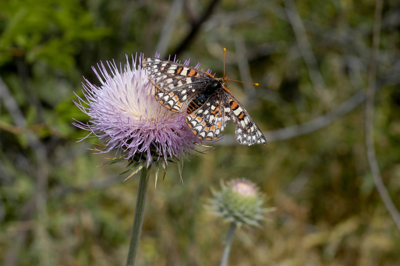 thistle butterfly nature free photo