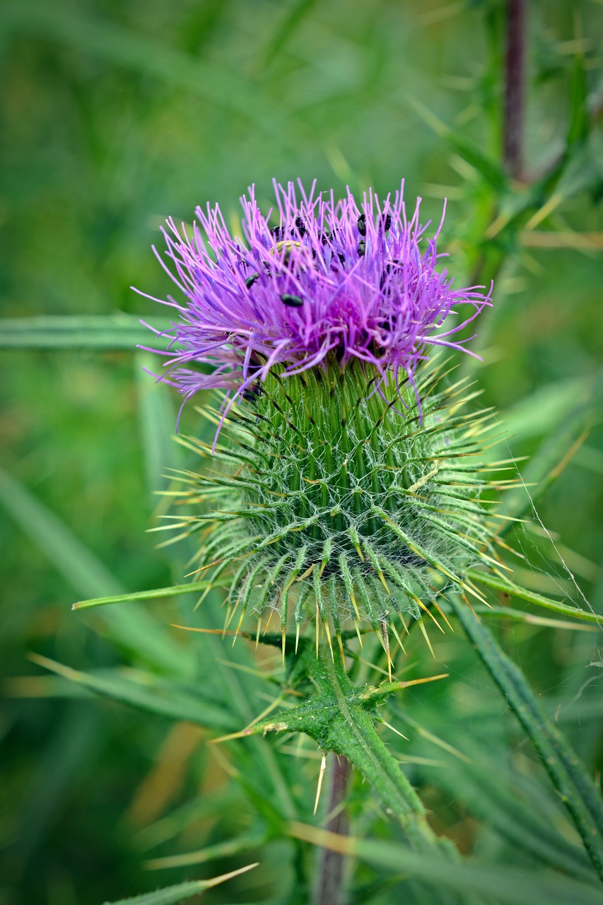 thistle thistle flower close free photo