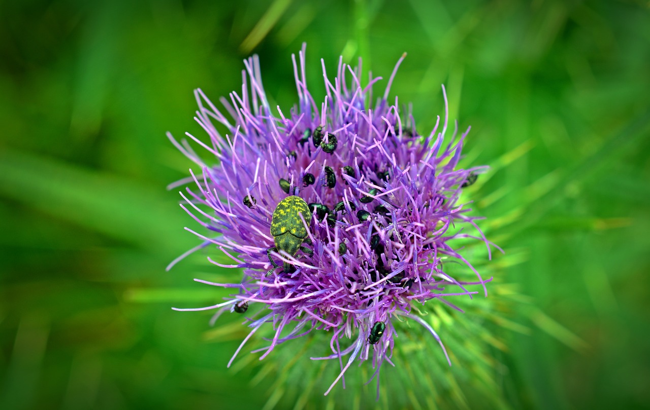 thistle thistle flower close free photo