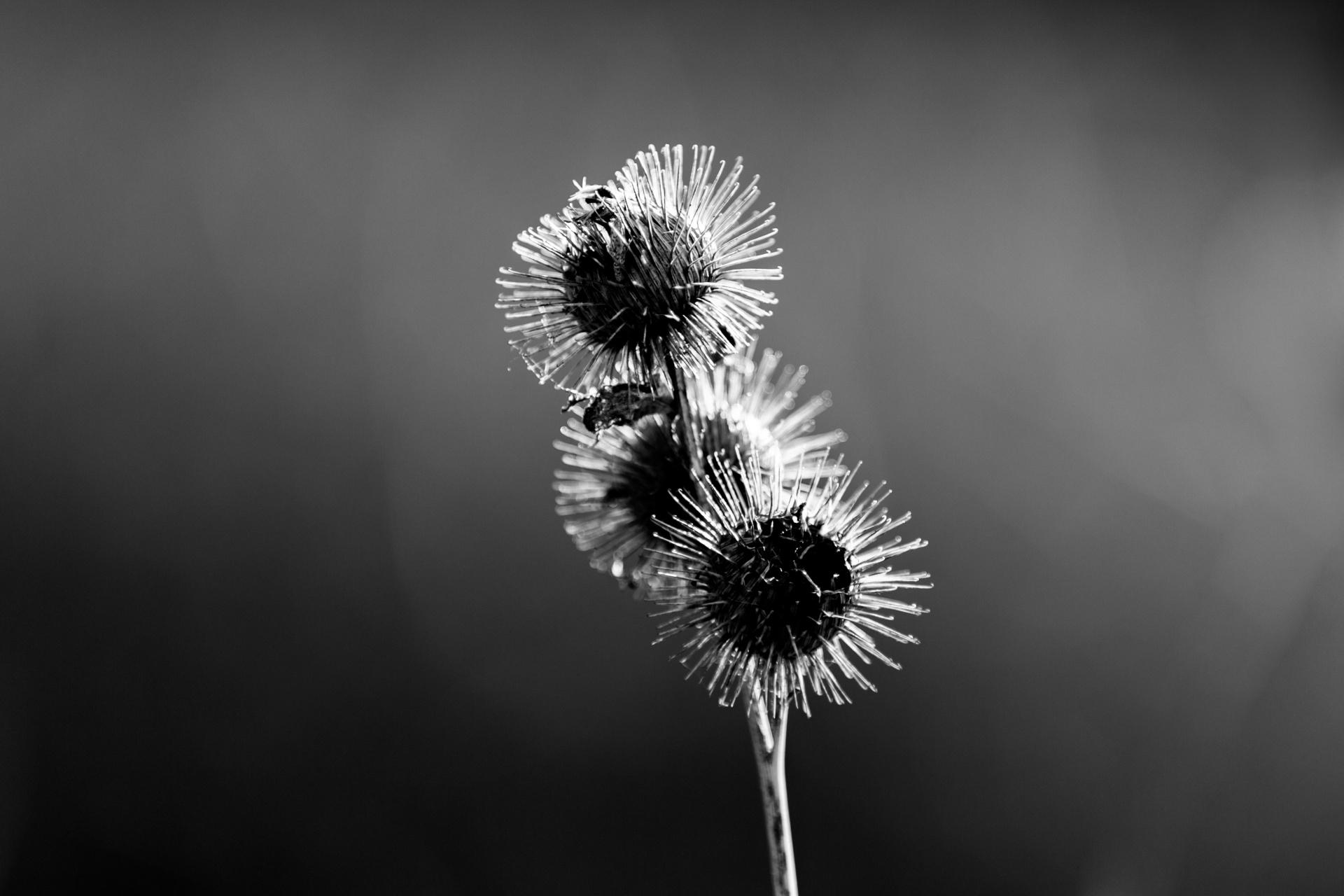 thistle plant flower free photo