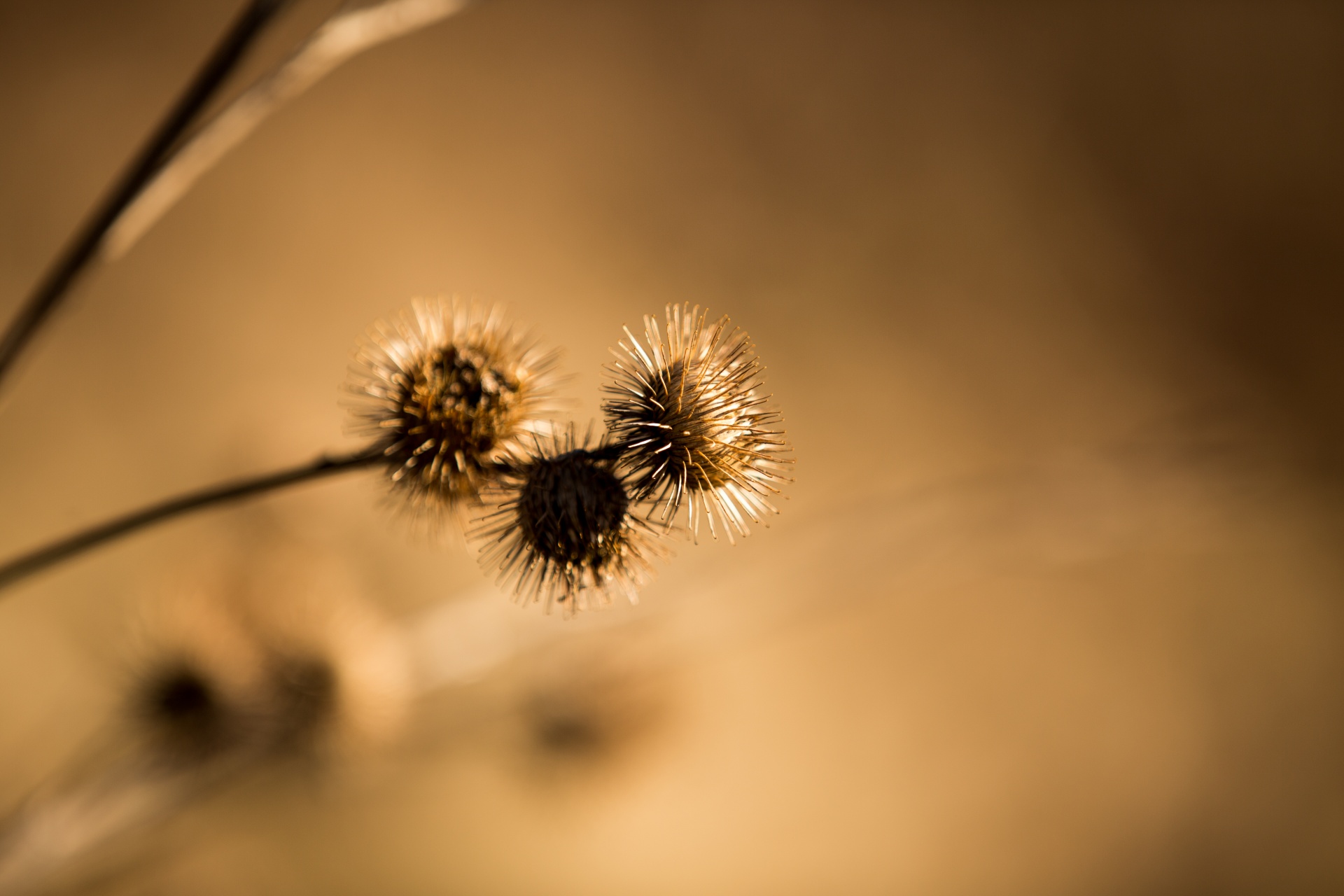 thistle plant flower free photo