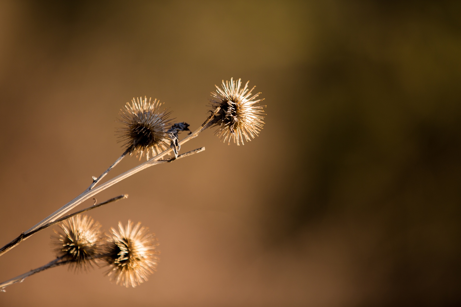 thistle plant flower free photo