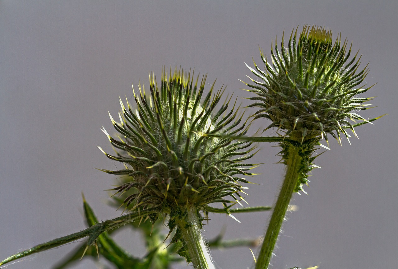 thistle weed prickly free photo