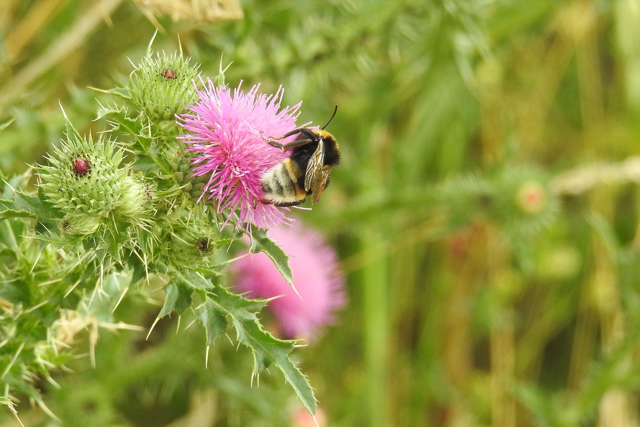 thistle thistle flower insect free photo