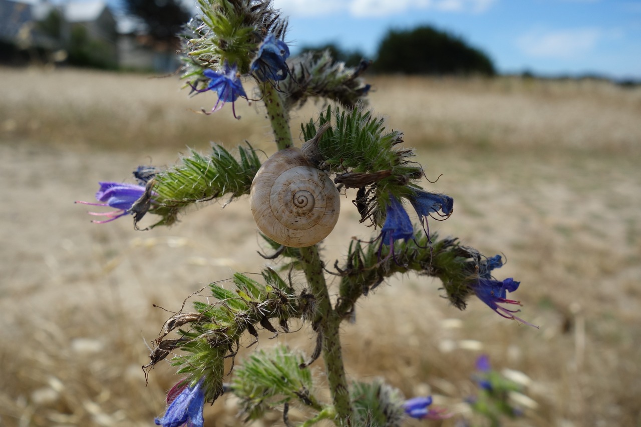 thistle snail flower free photo
