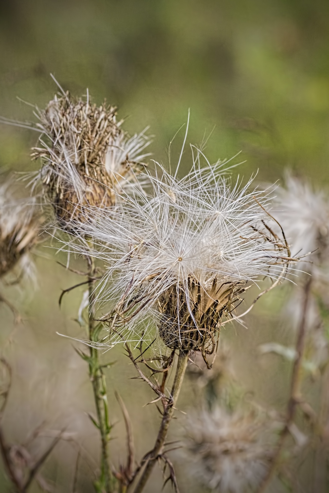 thistle rural fragile free photo