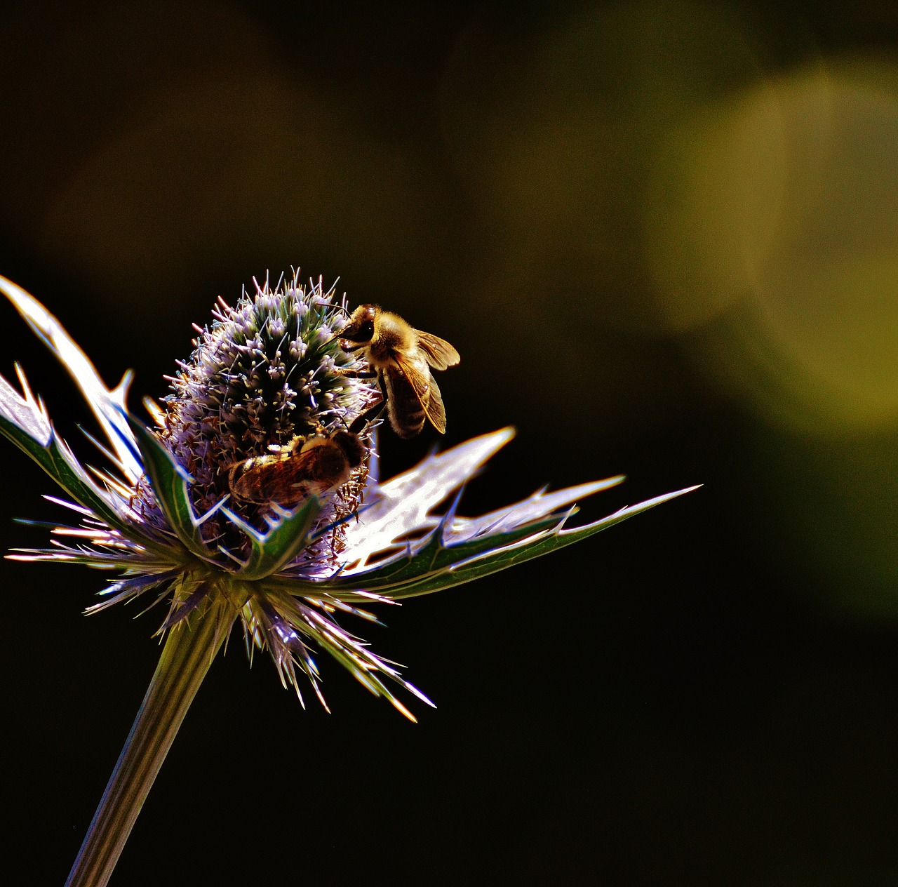 thistle flower plant free photo