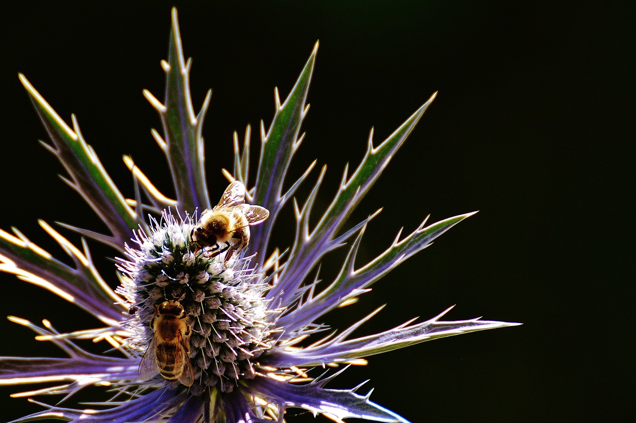 thistle flower plant free photo