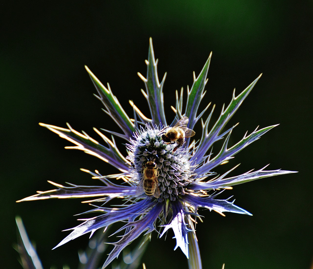 thistle flower plant free photo