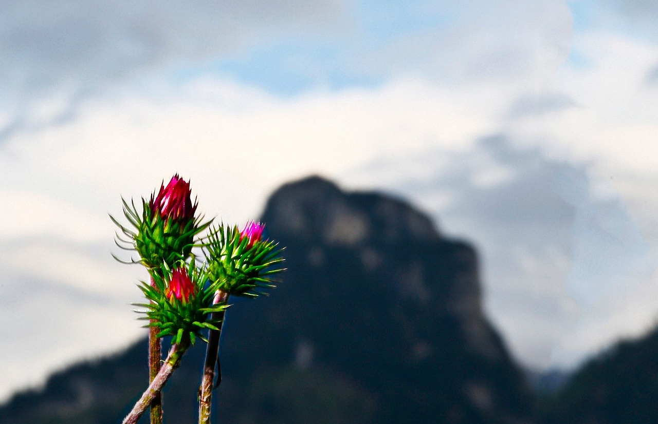 thistle mountain p free photo