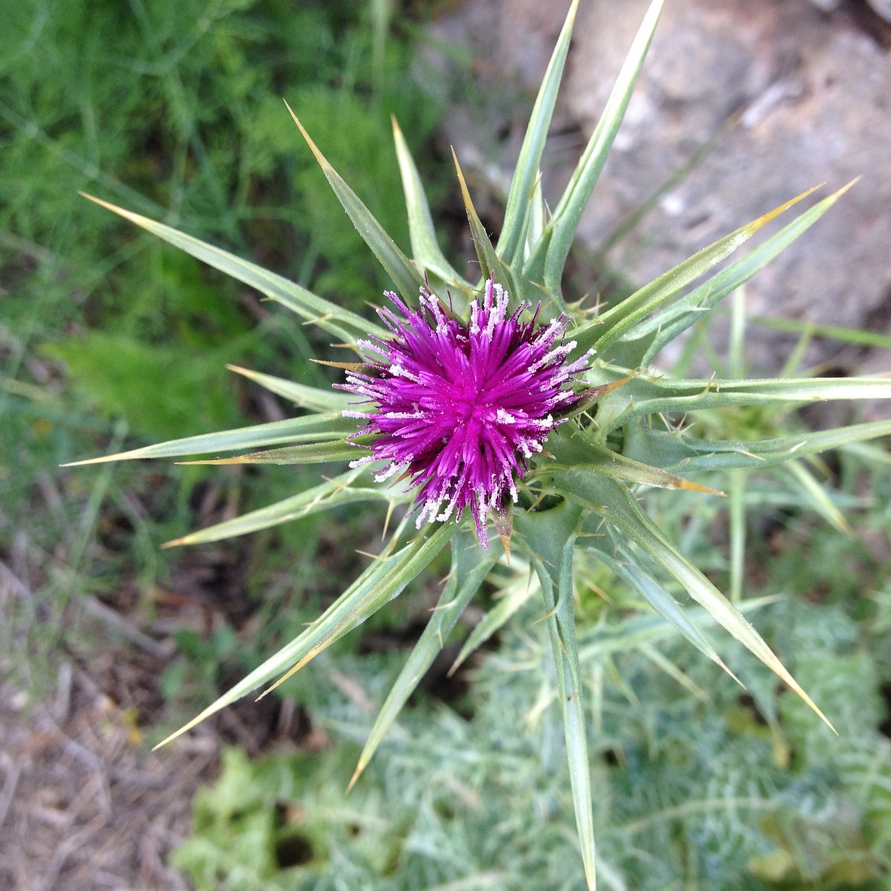 thistle flower wildflower free photo