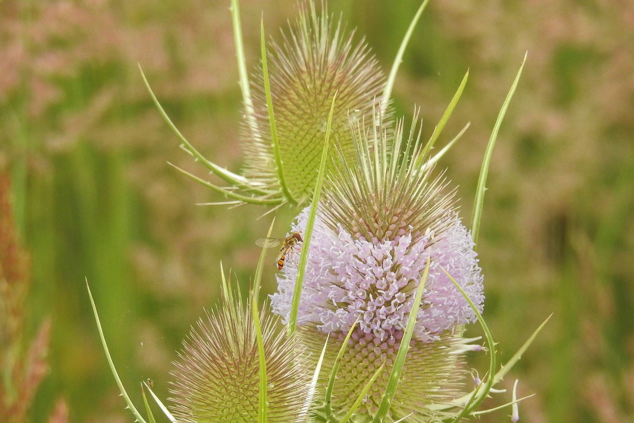 thistle wild card blossom free photo