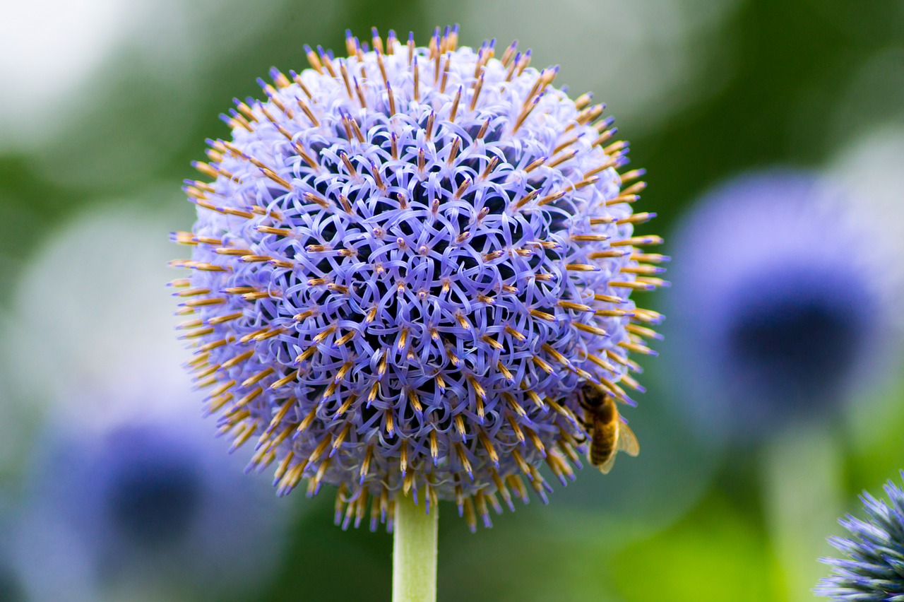 thistle flower bee free photo