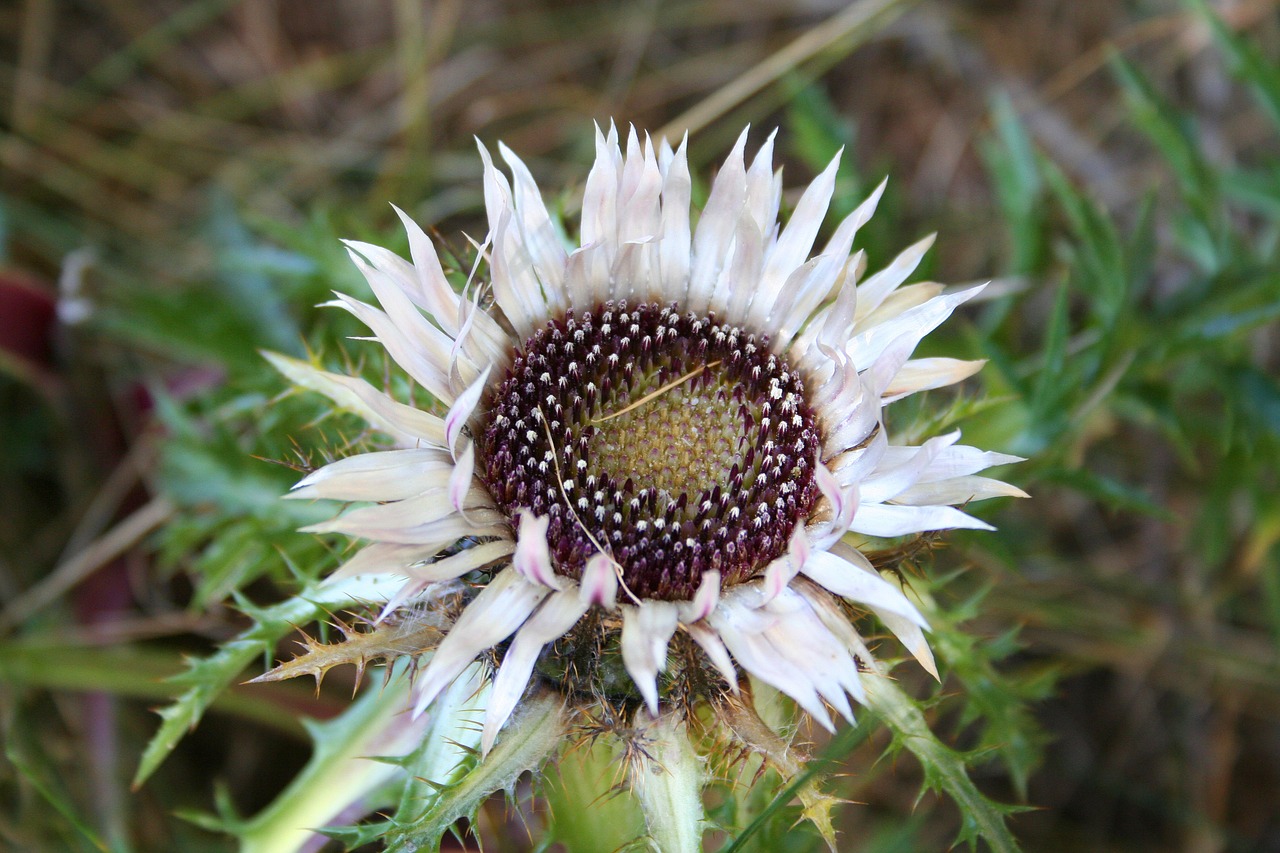 thistle flower mountain flora free photo