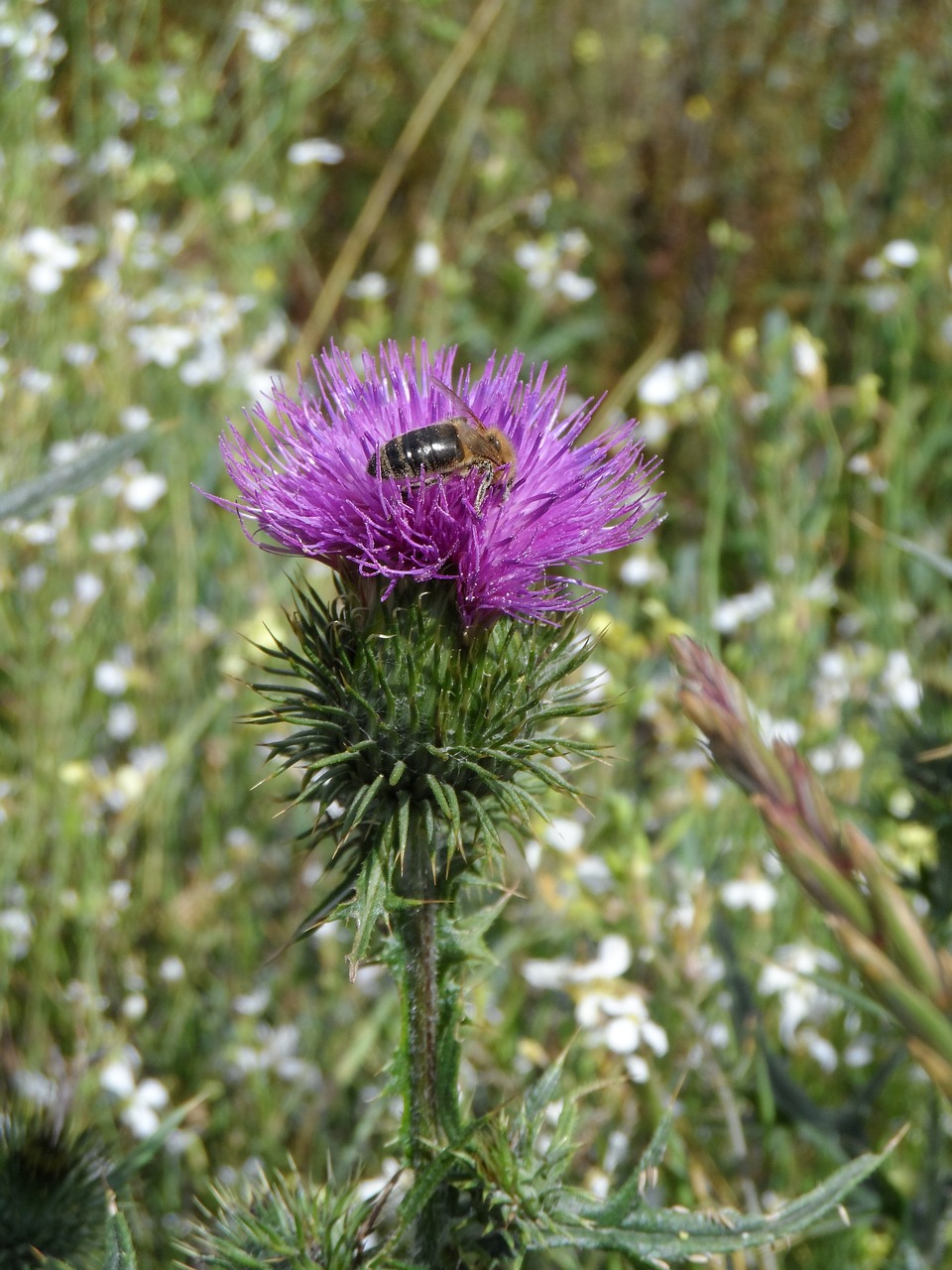 thistle bee purple free photo