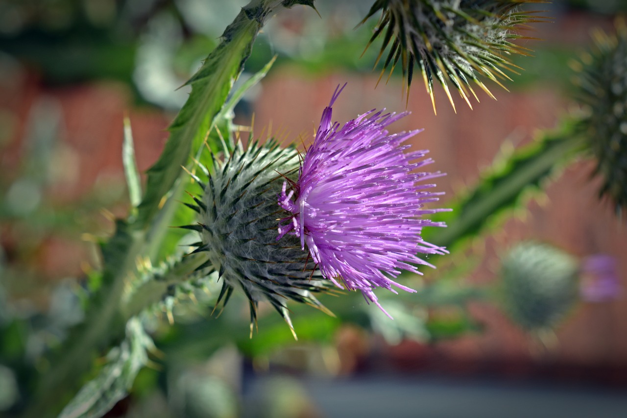 thistle blossom bloom free photo