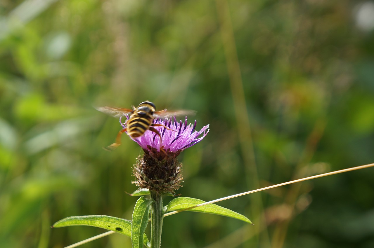 thistle bee flower free photo