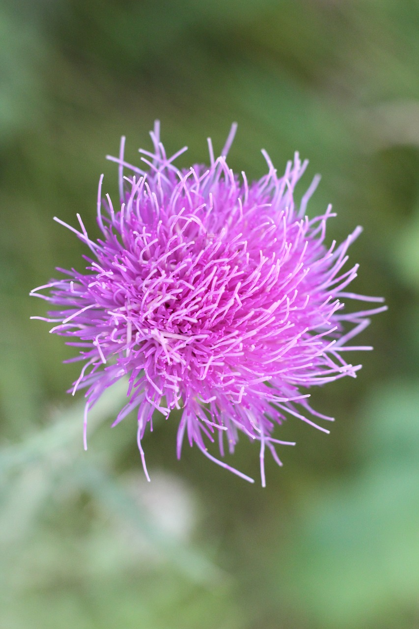 thistle purple nature free photo